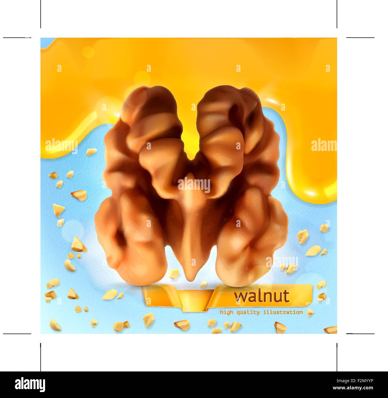 Walnut, vector background Stock Vector