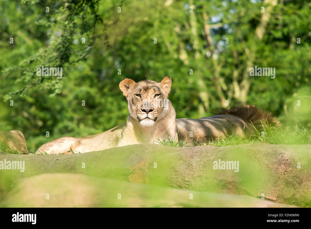 Lioness looking around Stock Photo