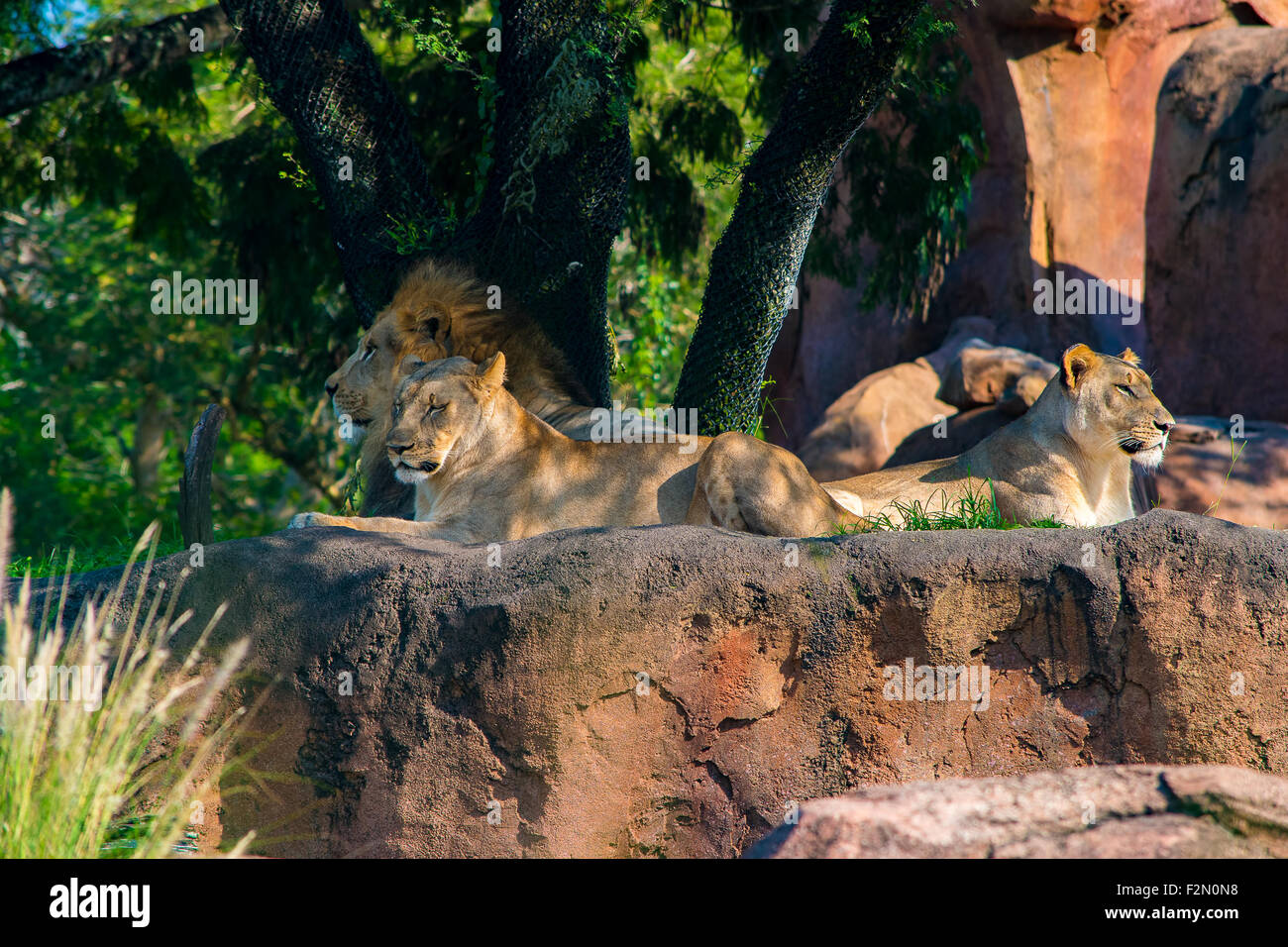 Pride of Lions Stock Photo