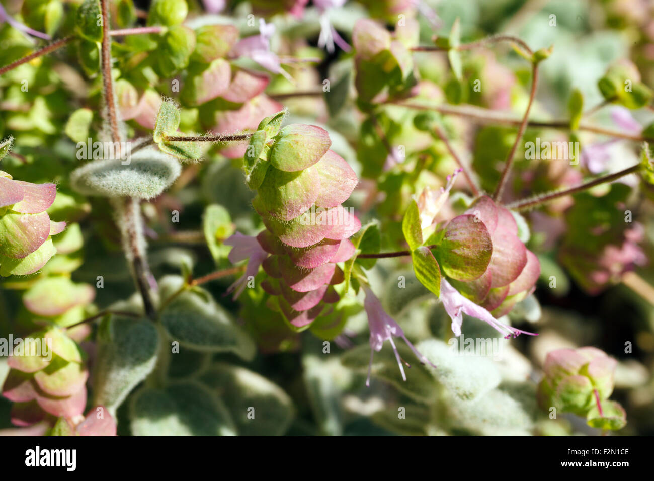 Origanum Dictamnus, Dittany of Crete Herb CloseUp Stock Photo Alamy
