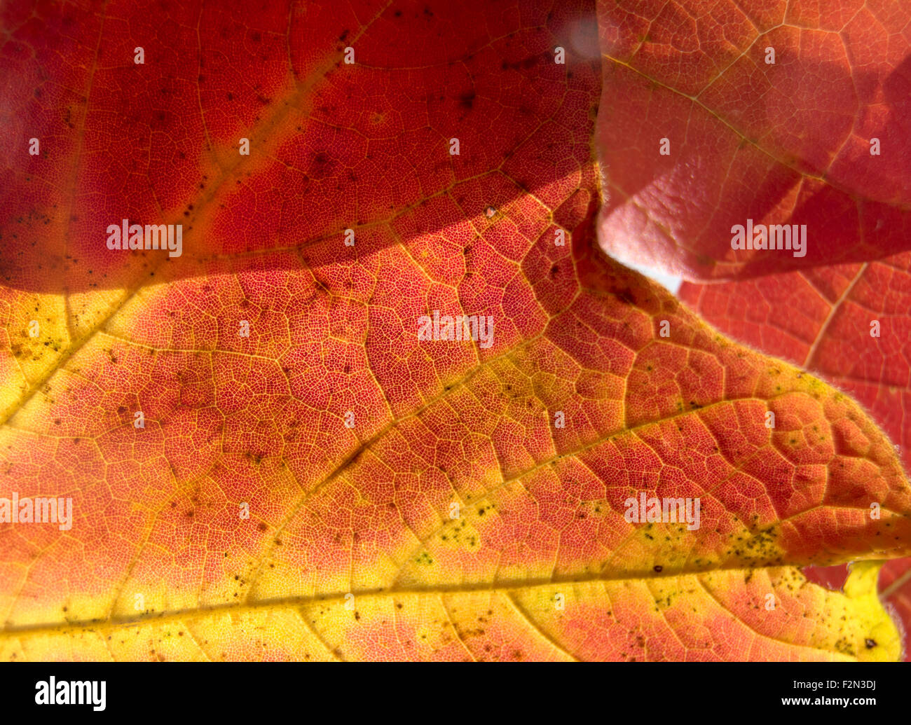 close up of autumn leaf Stock Photo - Alamy