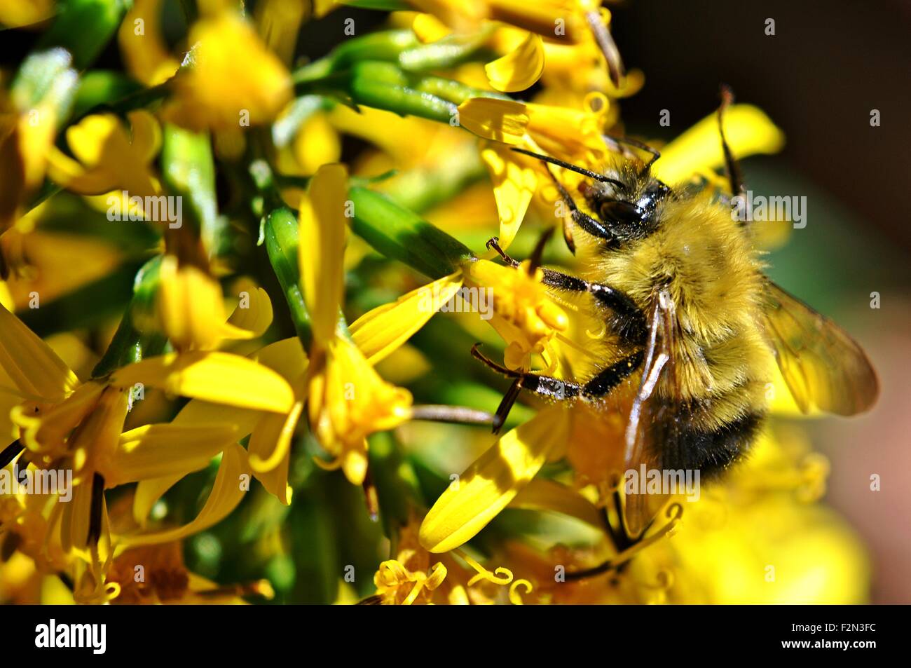 flower, insect, macro, spring, bee, nectar, animal, nature, garden, pollen, season, Stock Photo