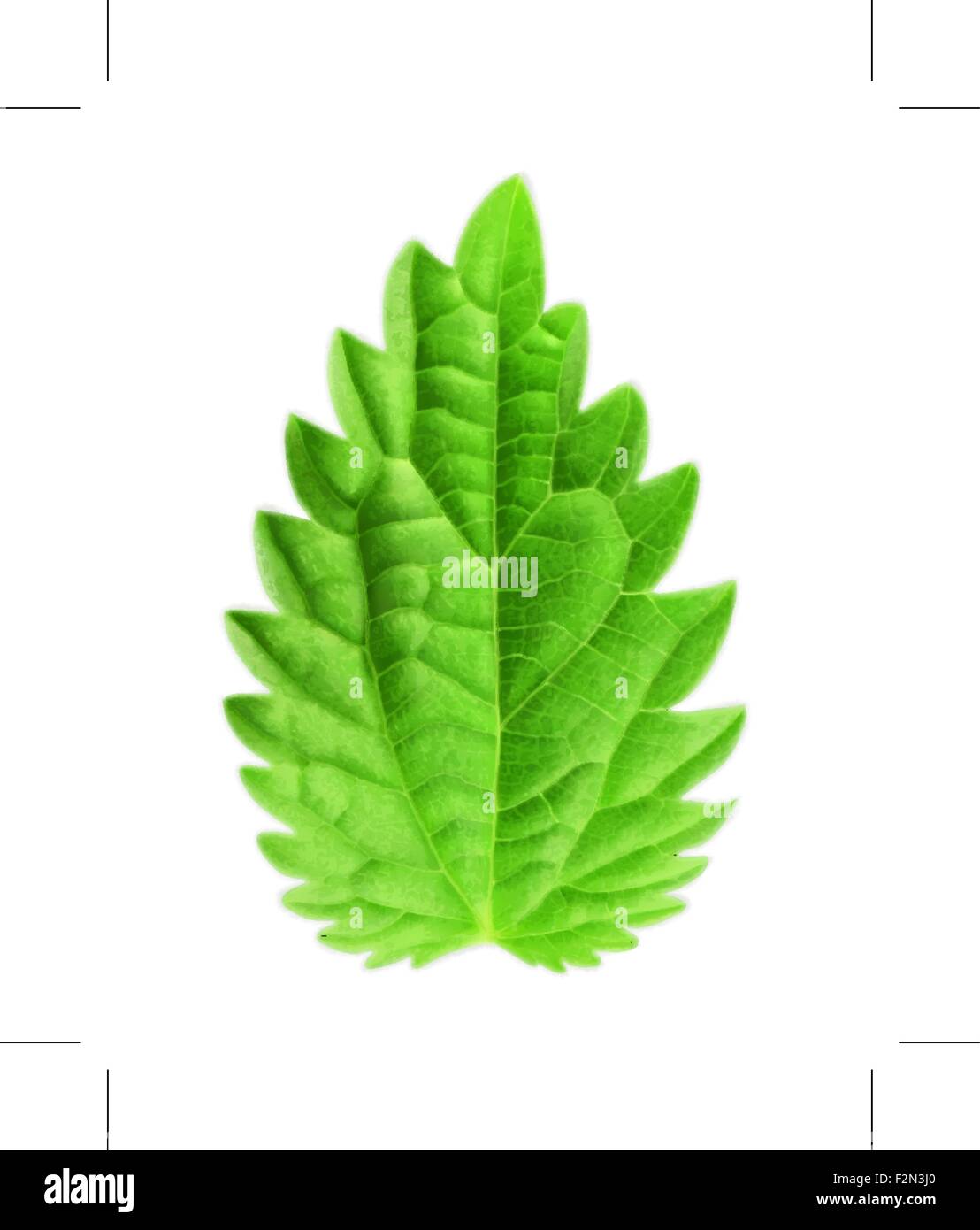 Mint leaf, vector illustration Stock Vector Image & Art - Alamy