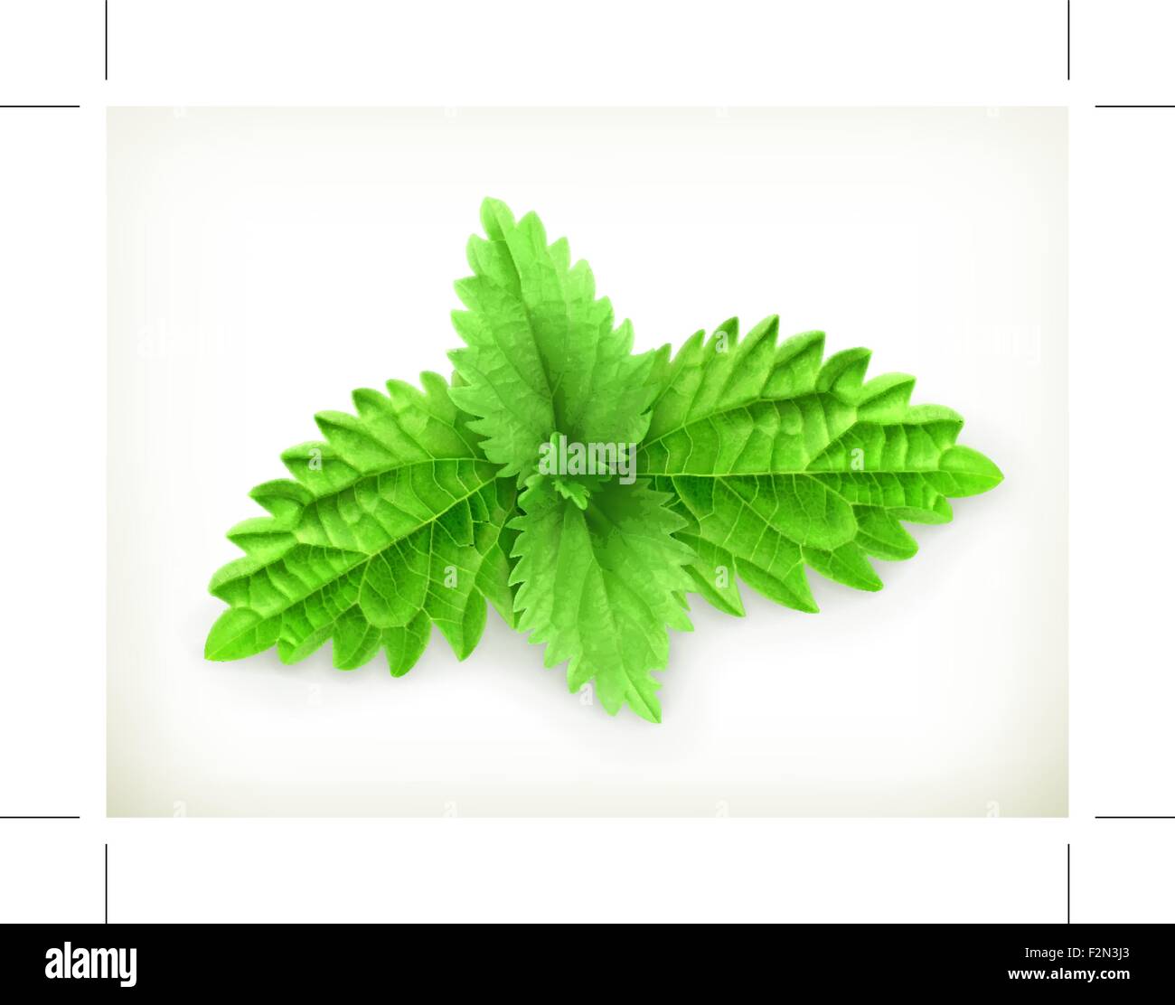 Mint leaf, vector illustration Stock Vector Image & Art - Alamy