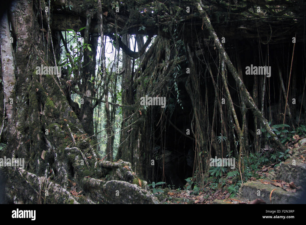 Roots hang down from banyan fig trees in northeastern India Stock Photo