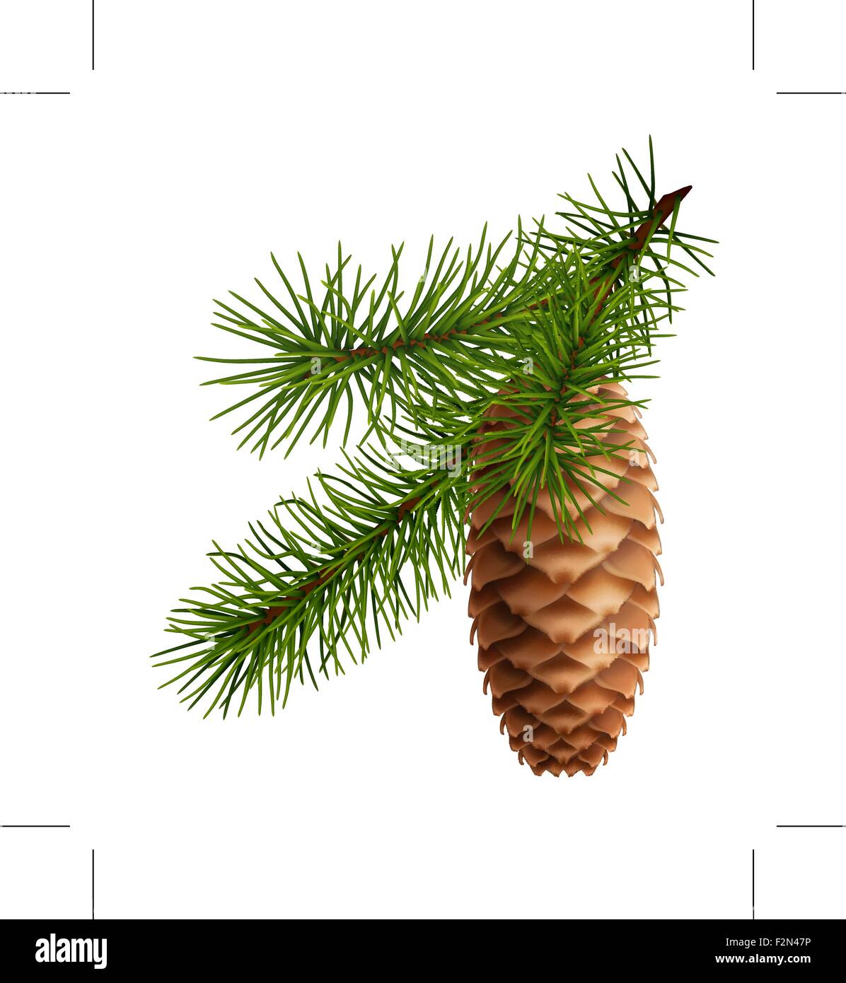 Pine cone with branch Stock Vector Image & Art - Alamy