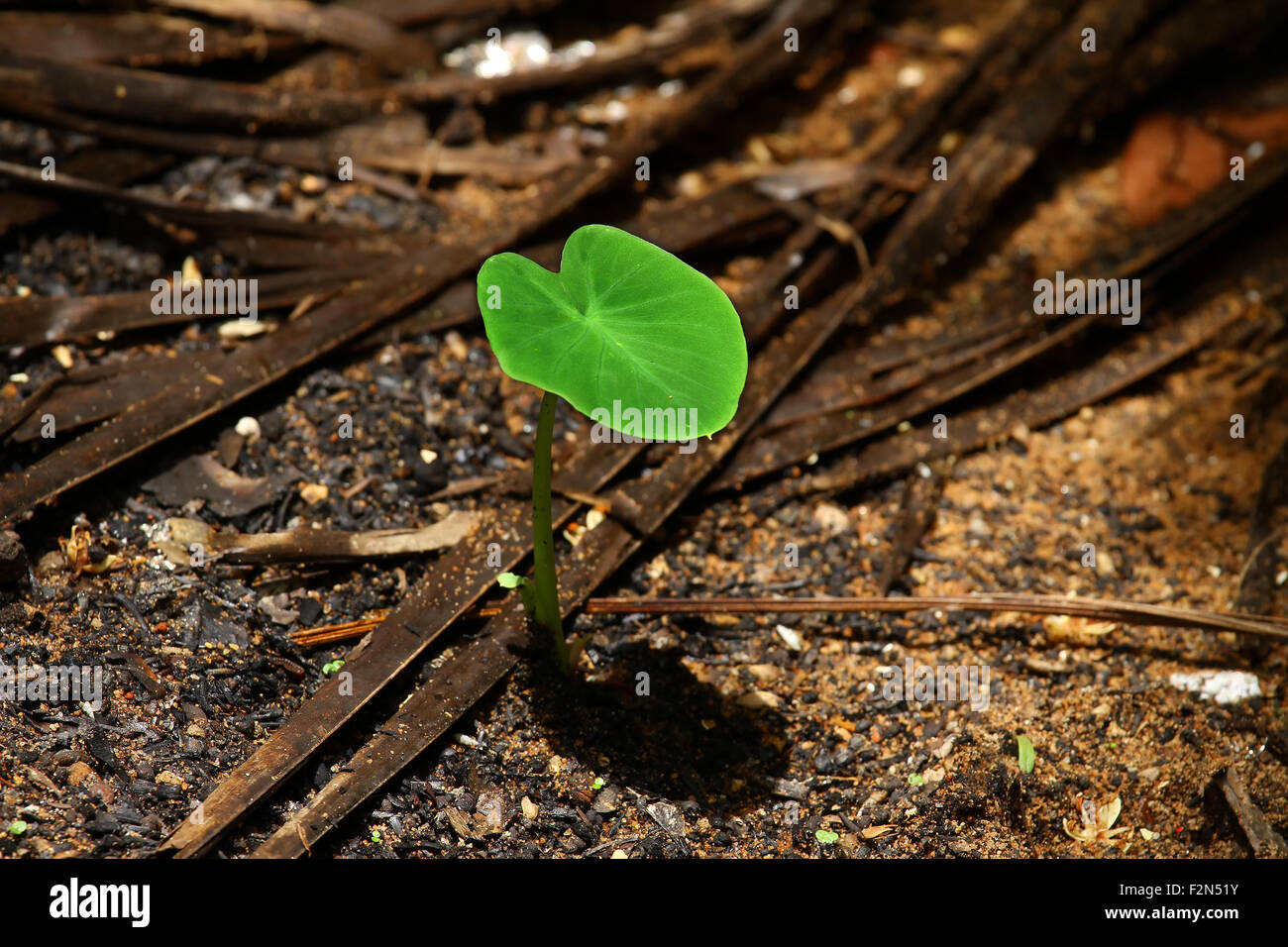 colocasia baby plant Stock Photo