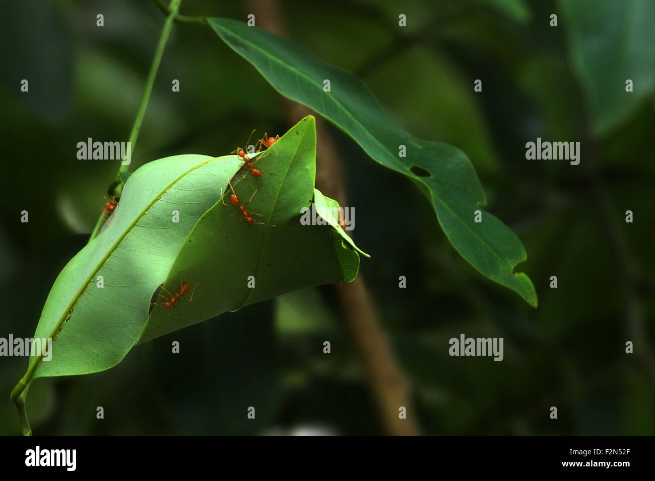 Orange ant Stock Photo