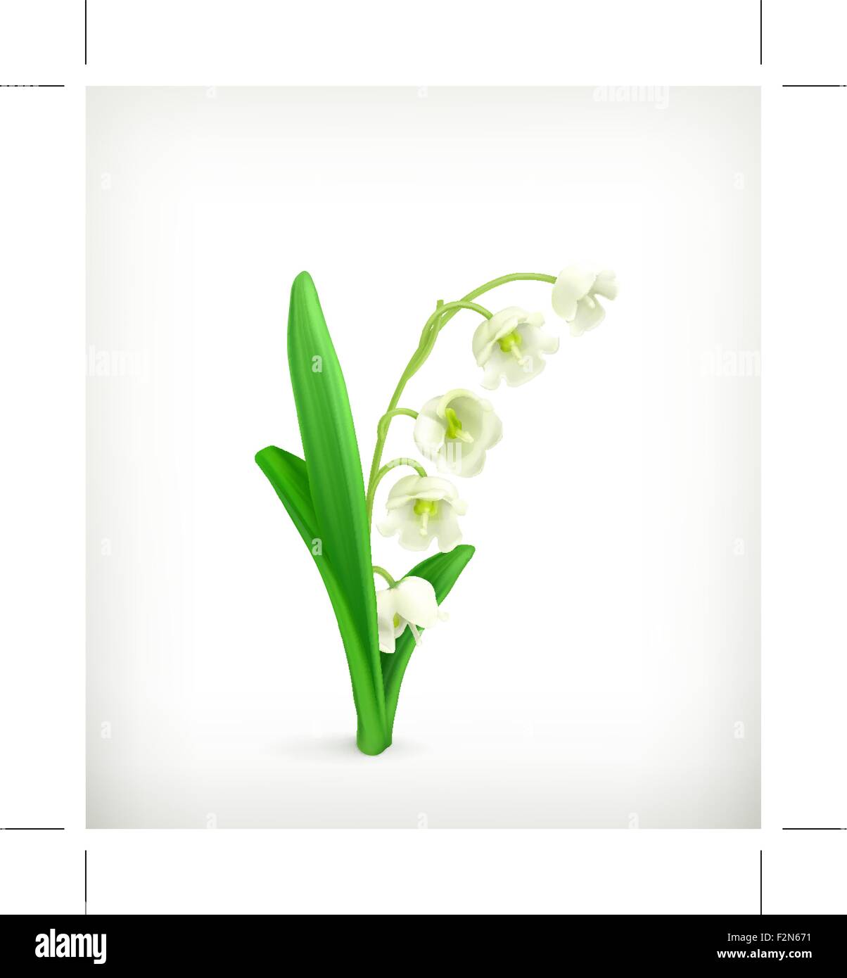 Lily of the Valley, vector Stock Vector Image & Art - Alamy
