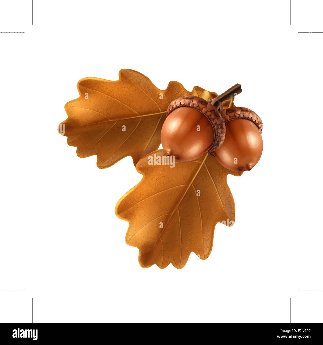 Oak branch with acorns, vector illustration Stock Vector Image & Art ...