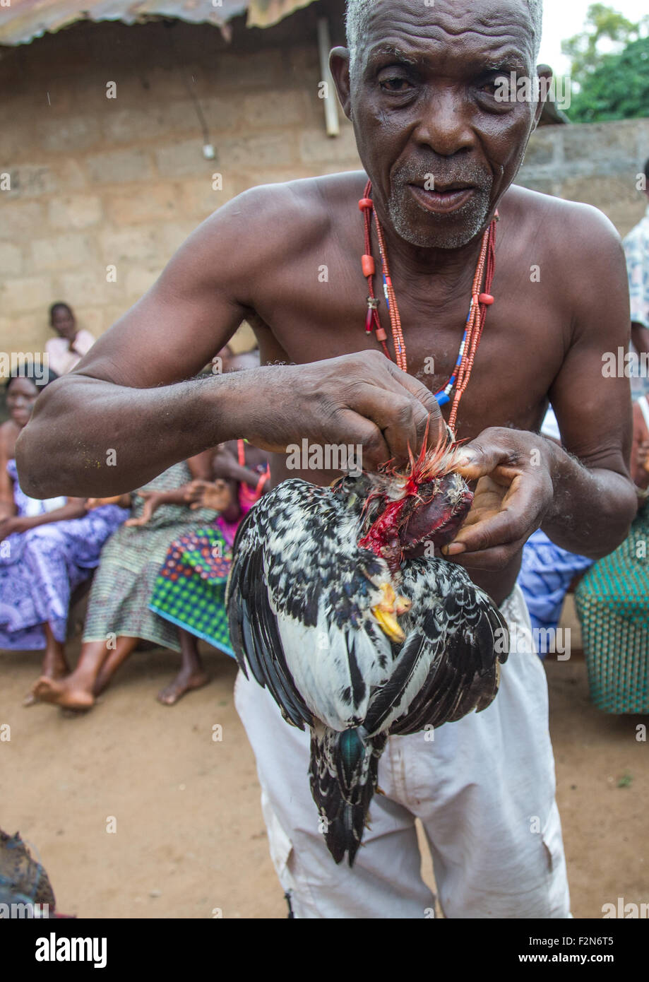 Benin, West Africa, Bopa, chicken sacrified by dah tofa voodoo master Stock Photo