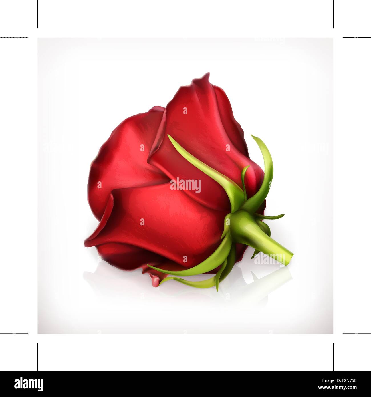 Red rose vector illustration Stock Vector Image & Art - Alamy