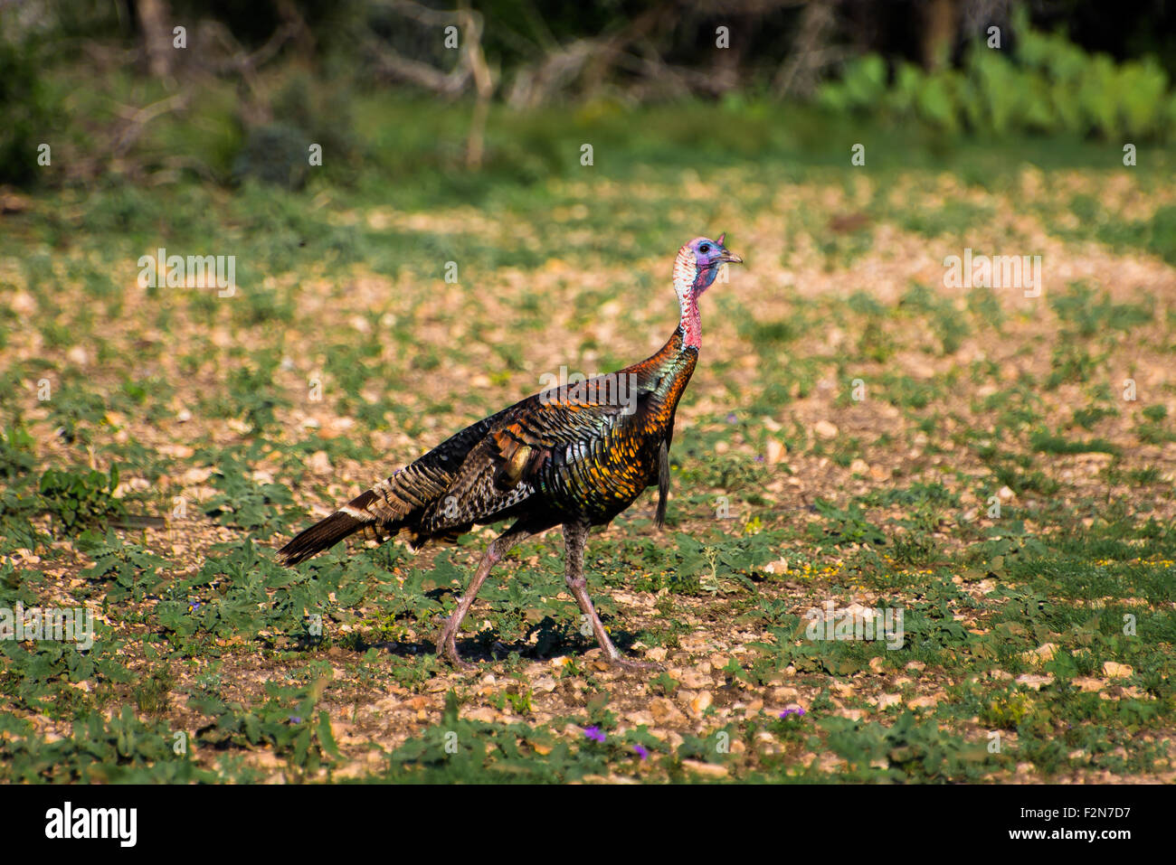 Page 2 Rio Grande Wild Turkey High Resolution Stock Photography And Images Alamy Page 2 Rio Grande Wild Turkey High Resolution Stock Photography And Images Alamy
