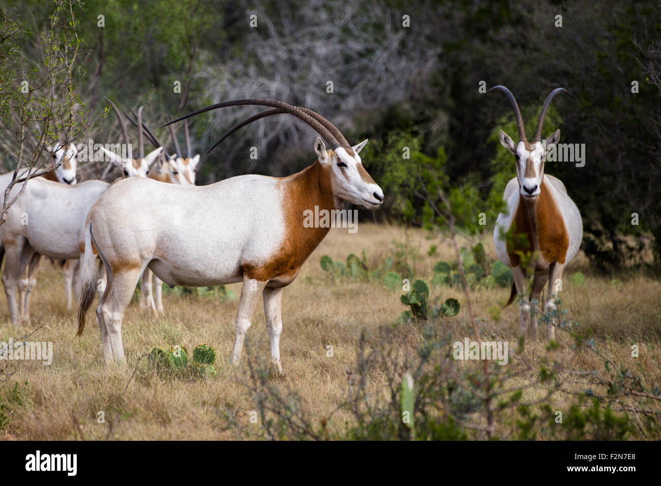 Wild Scimitar Horned Oryx Bull and Cow Standing. These animals are extinct in their native lands of Africa. Stock Photo