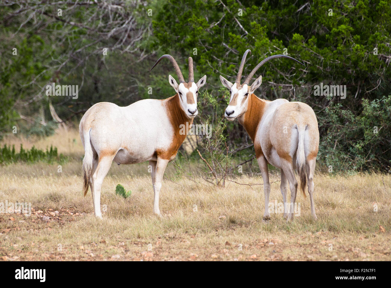 Wild Scimitar Horned Oryx Bull and Cow standing towards eachother. These animals are extinct in their native lands of Africa. Stock Photo
