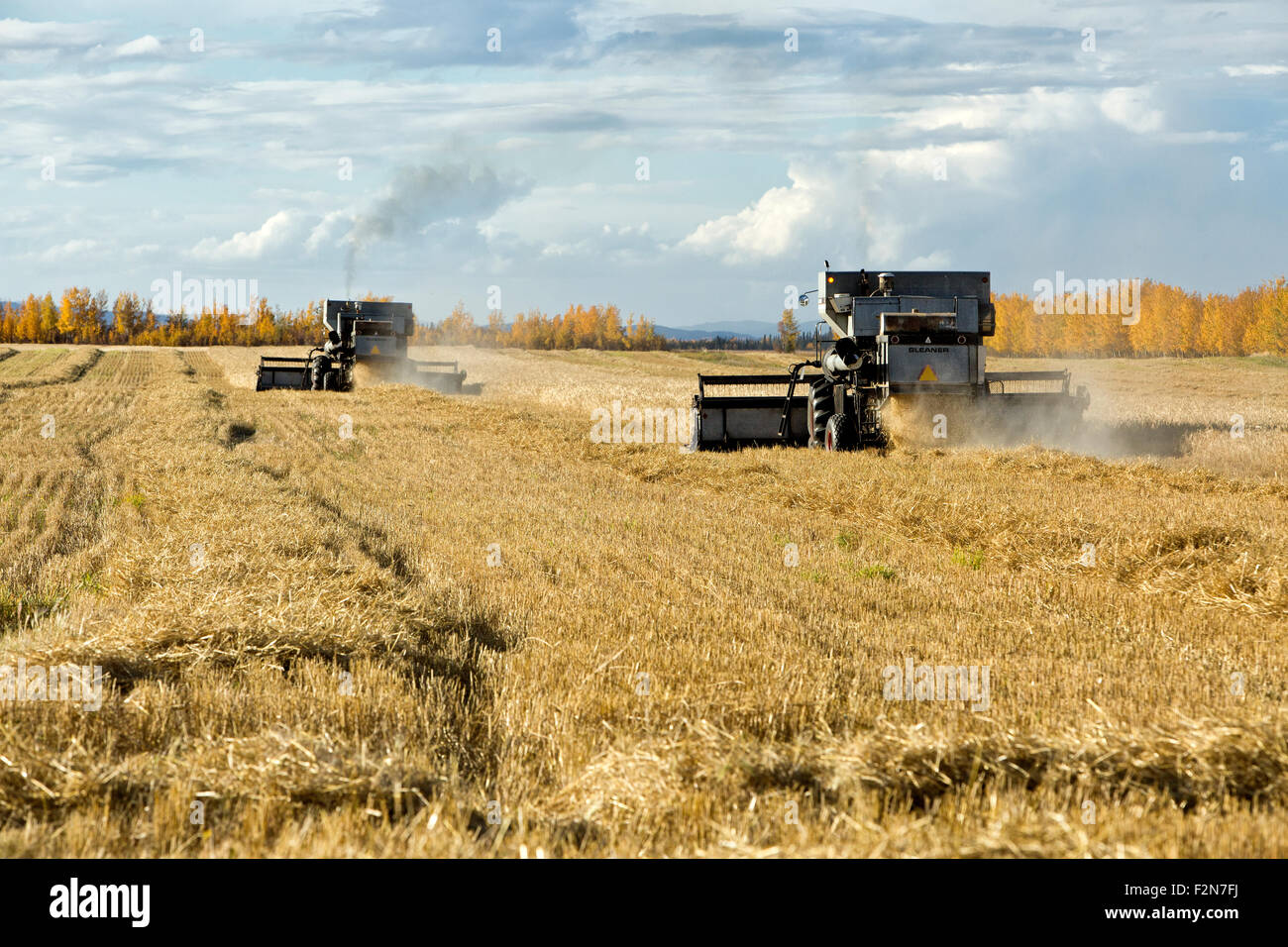 Gleaner L2 Massey Ferguson combines harvesting mature barley field. Stock Photo