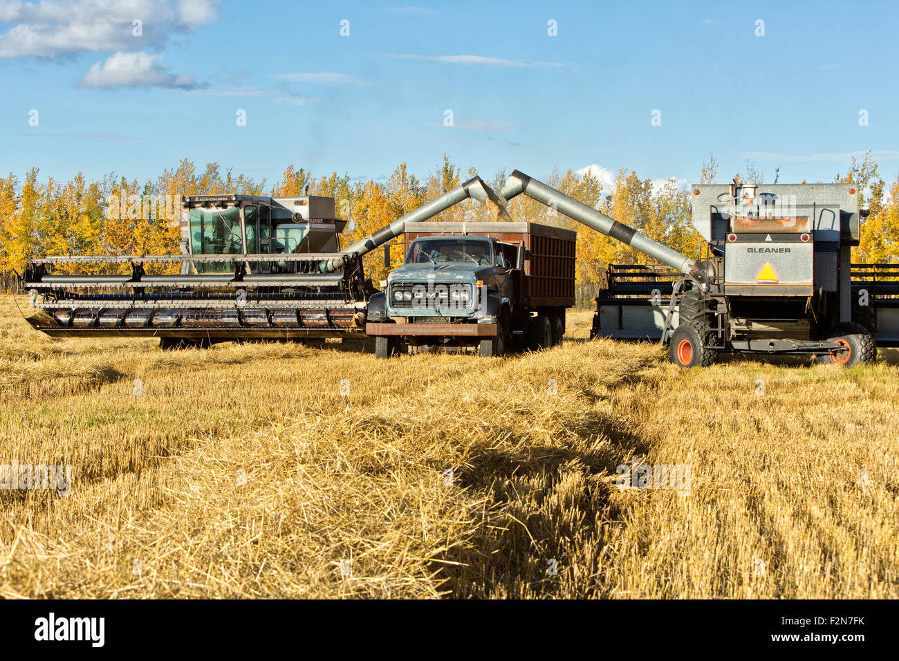 Gleaner L2 Massey Ferguson combines depositing harvested barley. Stock Photo