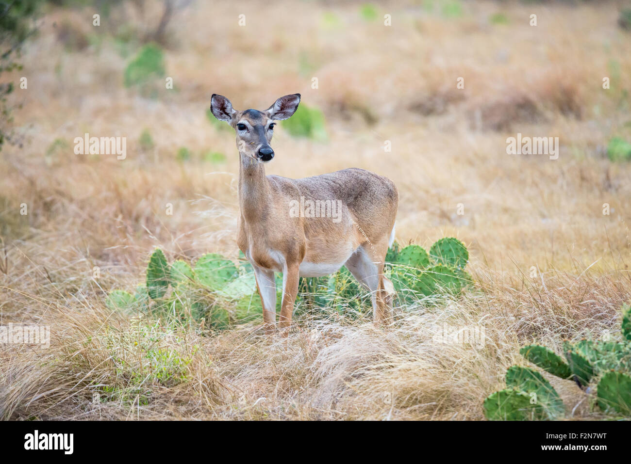 South Texas Doe standing front left early in the morning Stock Photo