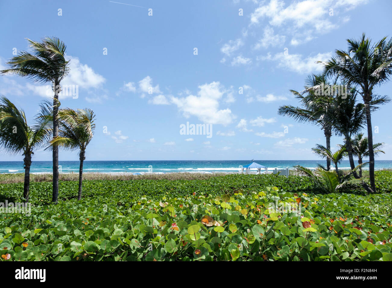 Delray Beach Florida,Wright by the Sea,hotel,Old,palm trees,Atlantic Ocean,FL150414005 Stock Photo