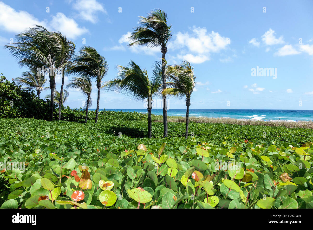 Delray Beach Florida,Wright by the Sea,hotel,Old,palm trees,Atlantic Ocean,FL150414006 Stock Photo