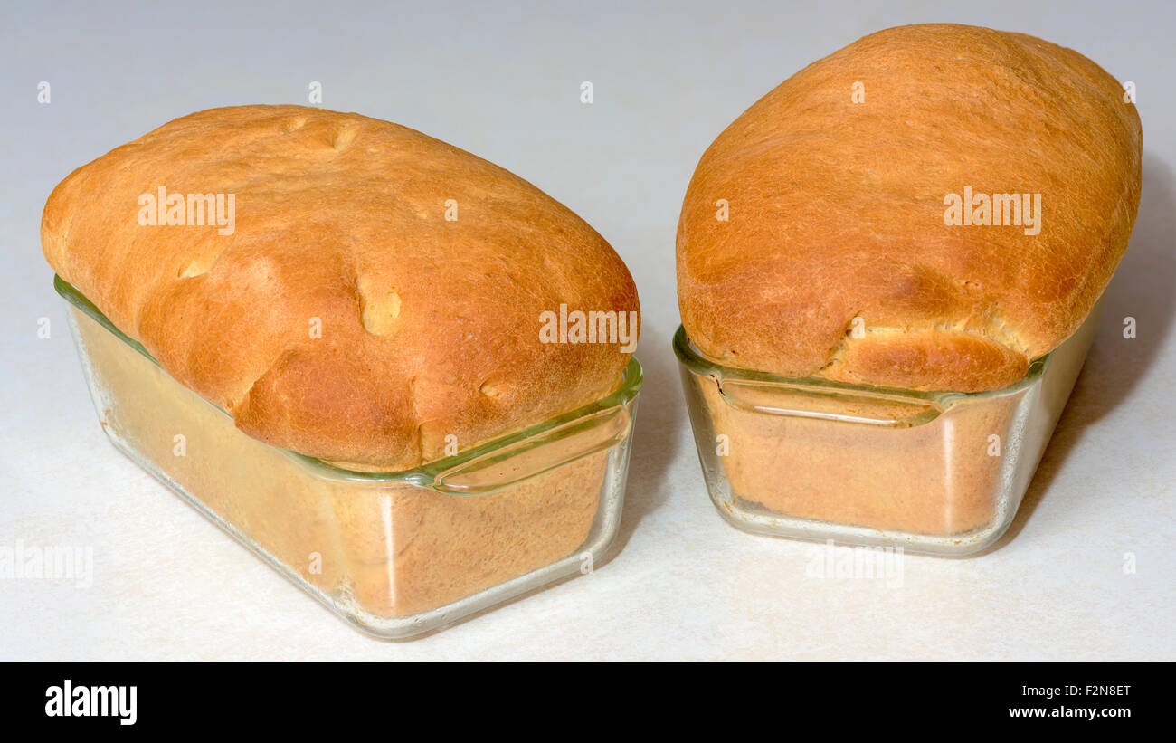 Home baked loafs of bread in glass pans Stock Photo Alamy