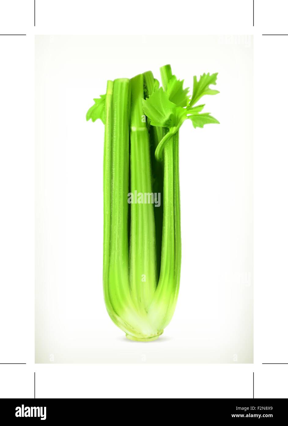 Celery, vector illustration Stock Vector Image & Art Alamy