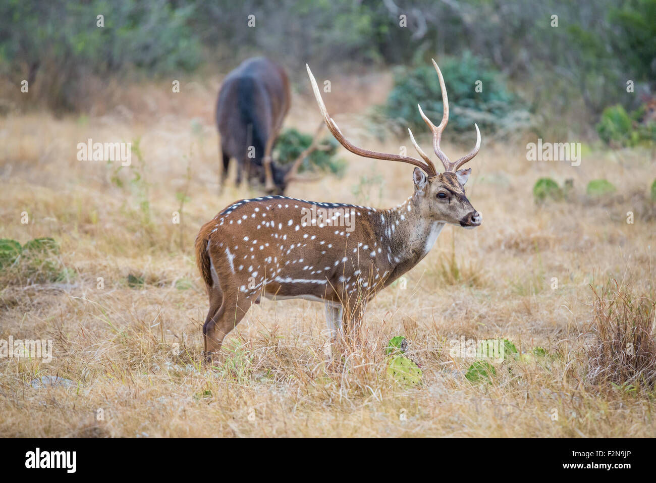 Champion South Texas axis buck standing looking to the right Stock Photo