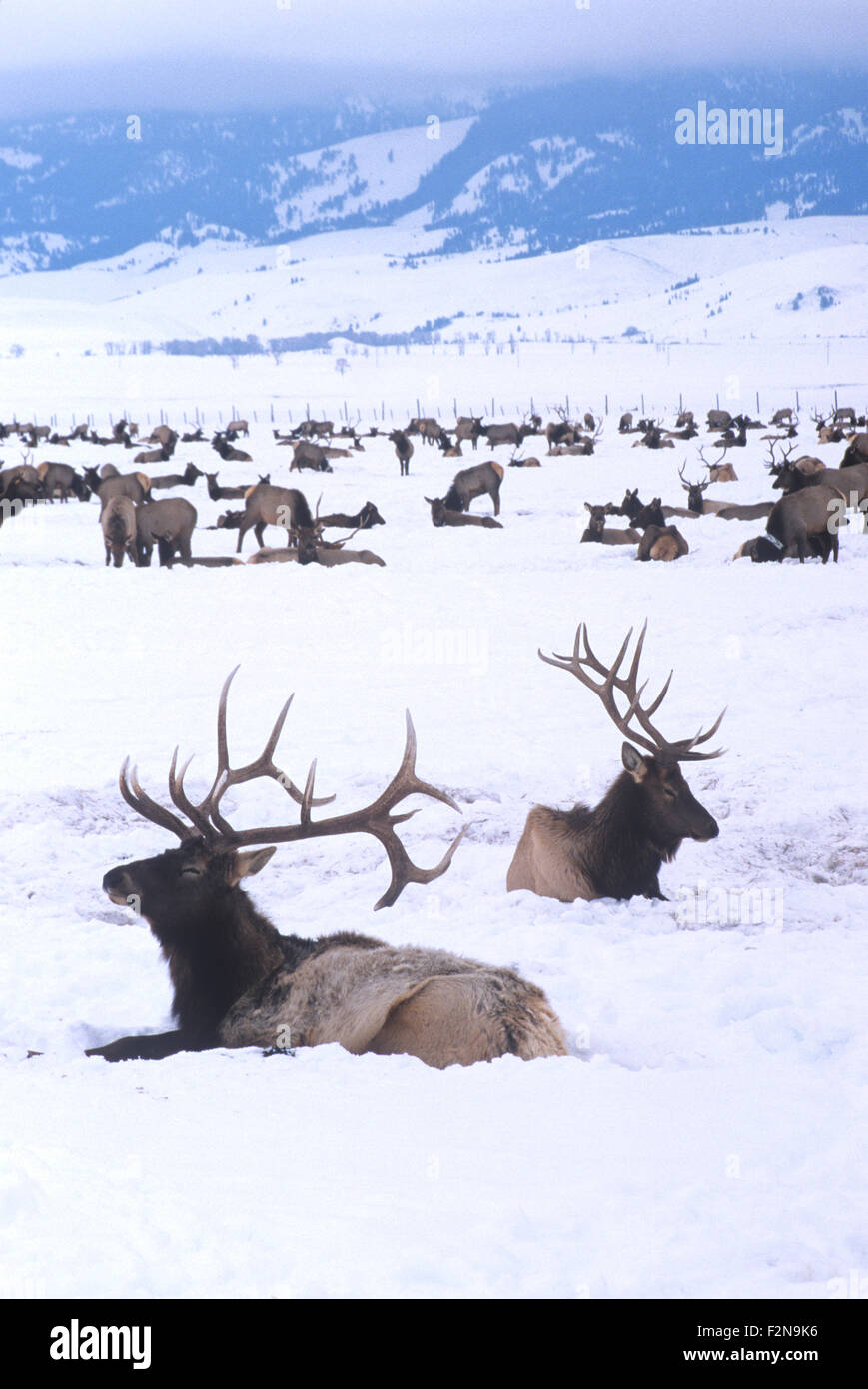 The National Elk Refuge provides a winter feeding ground for nearly 10,000 elk, Jackson Hole, Wyoming. Stock Photo
