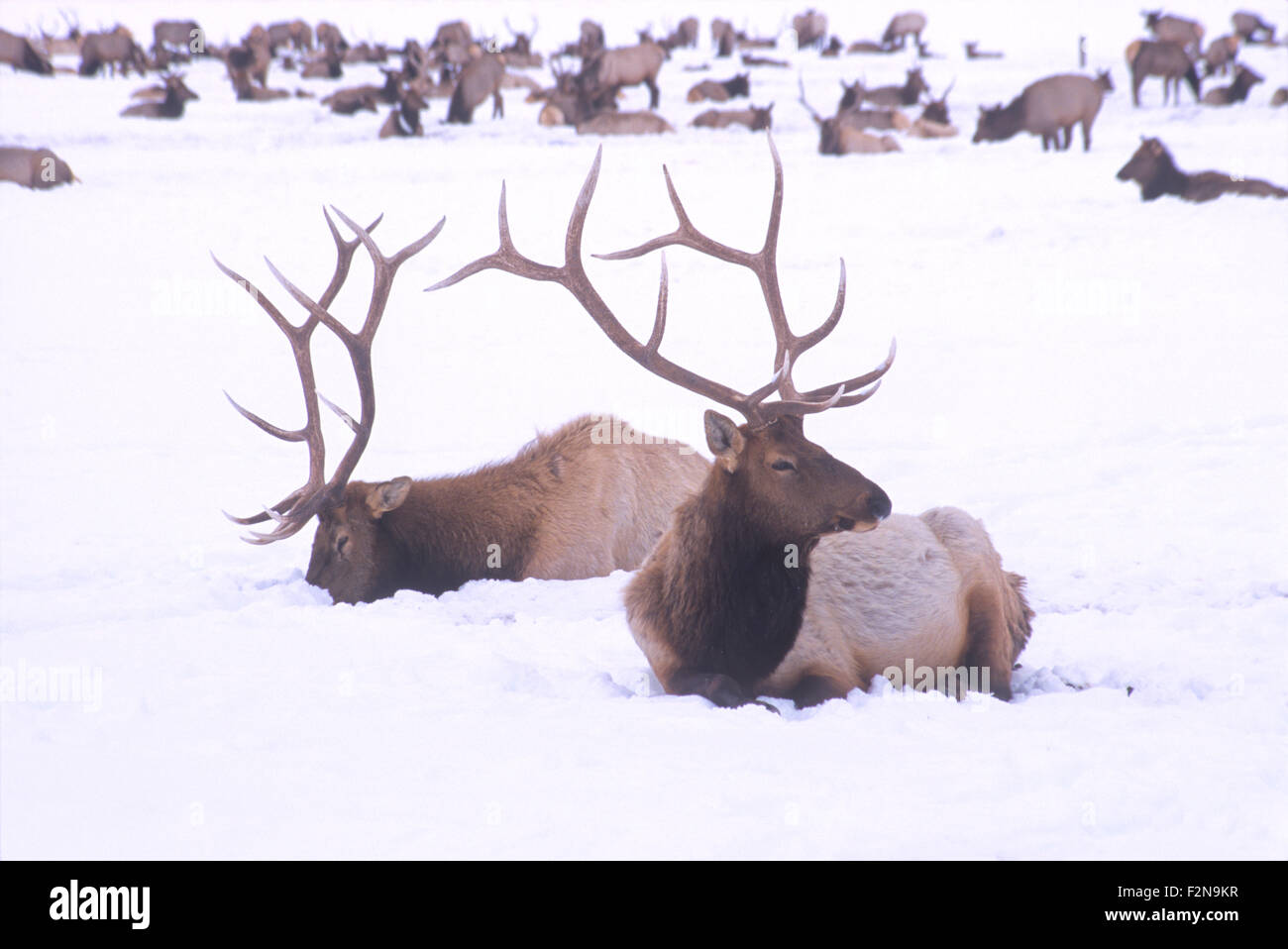 The National Elk Refuge provides a winter feeding ground for nearly 10,000 elk, Jackson Hole, Wyoming, USA. Stock Photo