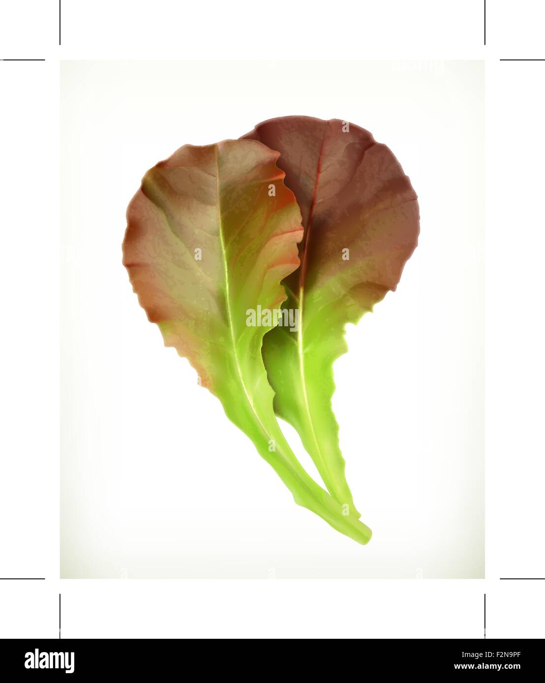 Lettuce leaves, vector illustration Stock Vector Image & Art Alamy