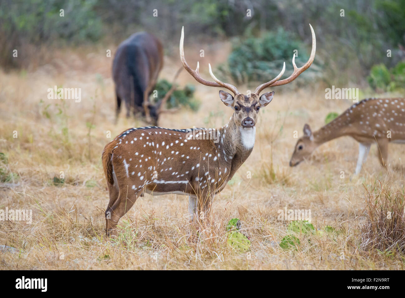 Champion South Texas axis buck standing to the right Stock Photo