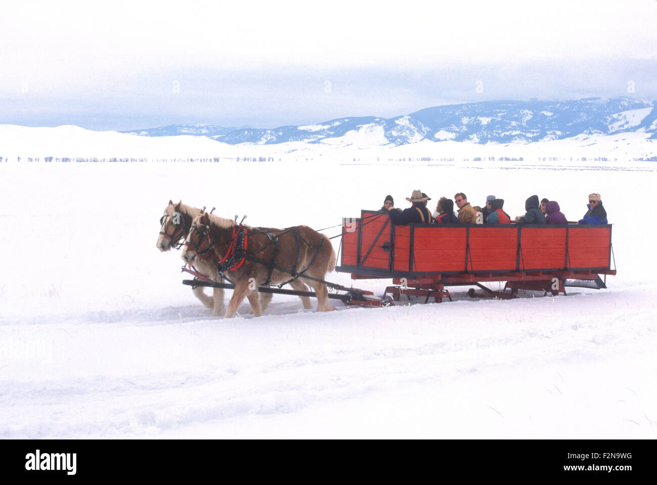 Horse-drawn sleighs provide visitors tours of the National Elk Refuge, Jackson Hole, Wyoming, USA. Stock Photo