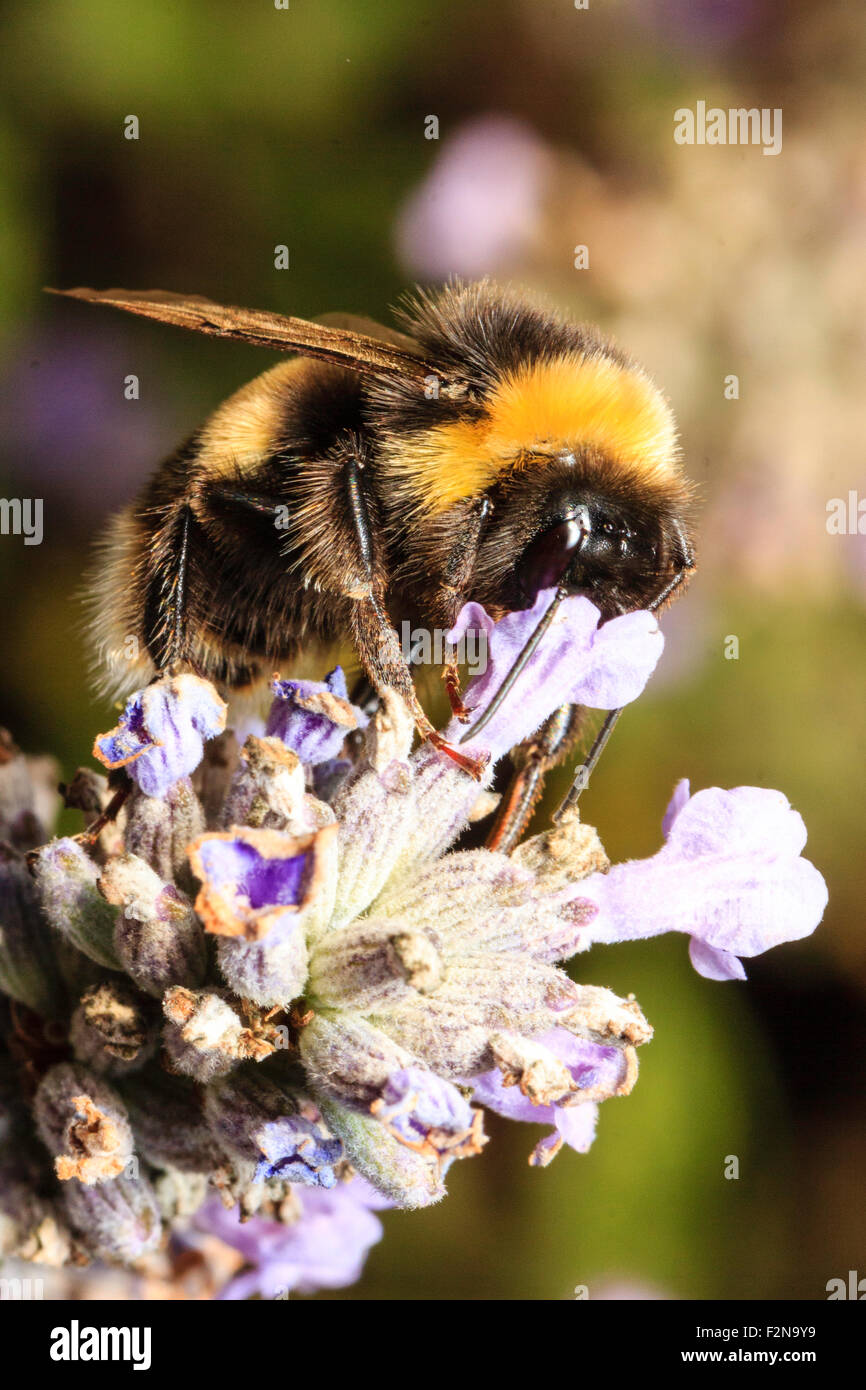 Close up, macro shot of a mumble bee, 
