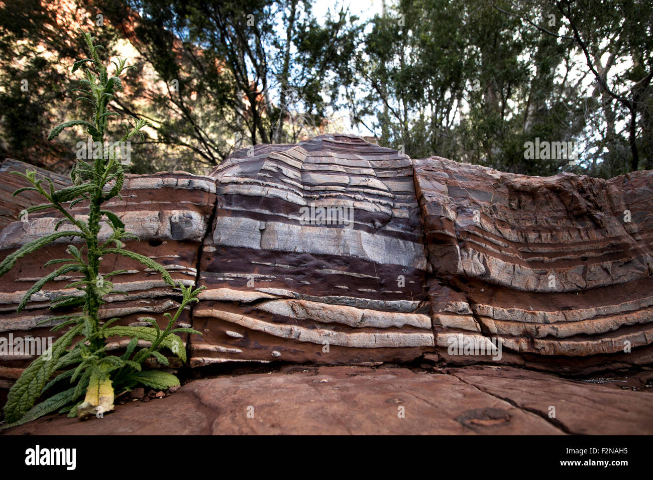 Rock Strata With Plant Stock Photo Alamy