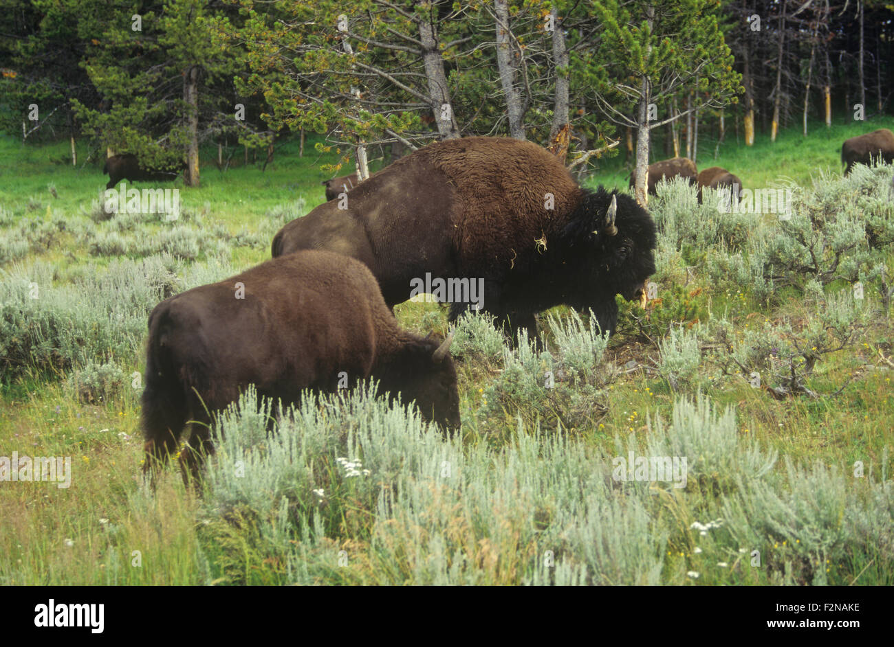 Buffalo (American Bison) herd, Hayden Valley, Yellowstone National Park, Wyoming, USA. Stock Photo