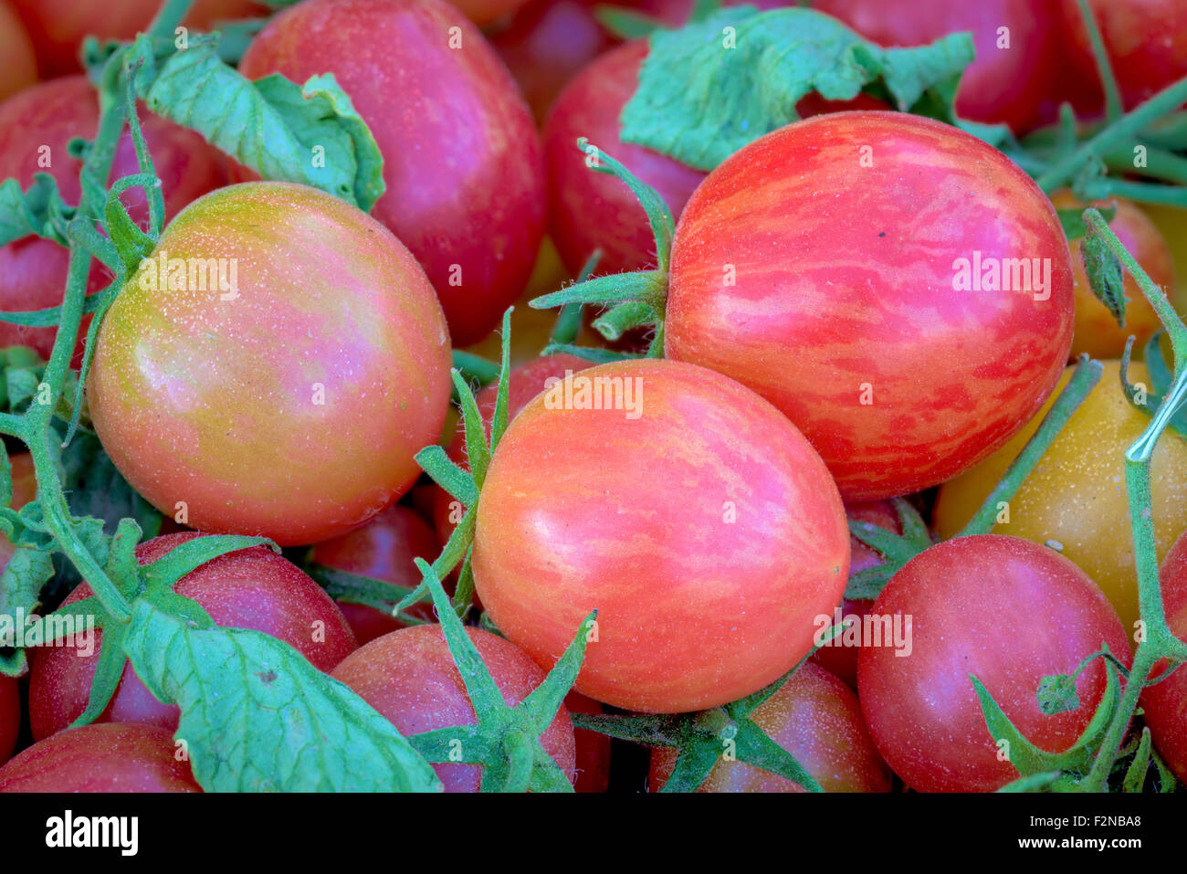 Red ripe tomatoes at a farmers market Stock Photo - Alamy