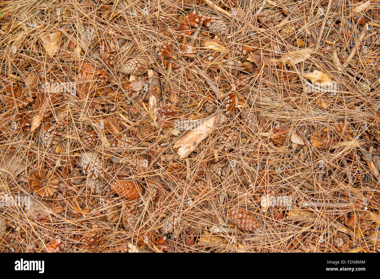 Natural undergrowth background texture with brown pine cones and needles Stock Photo
