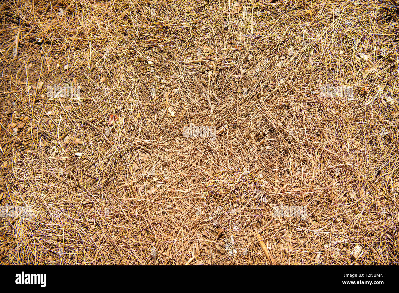 Natural undergrowth background texture with brown pine needles Stock Photo