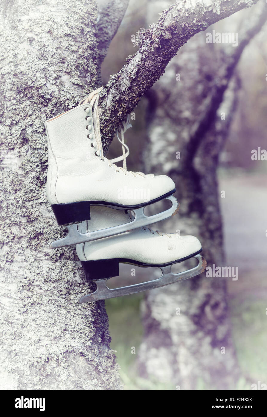 Vintage old ice skates hanging on a tree branch Stock Photo Alamy
