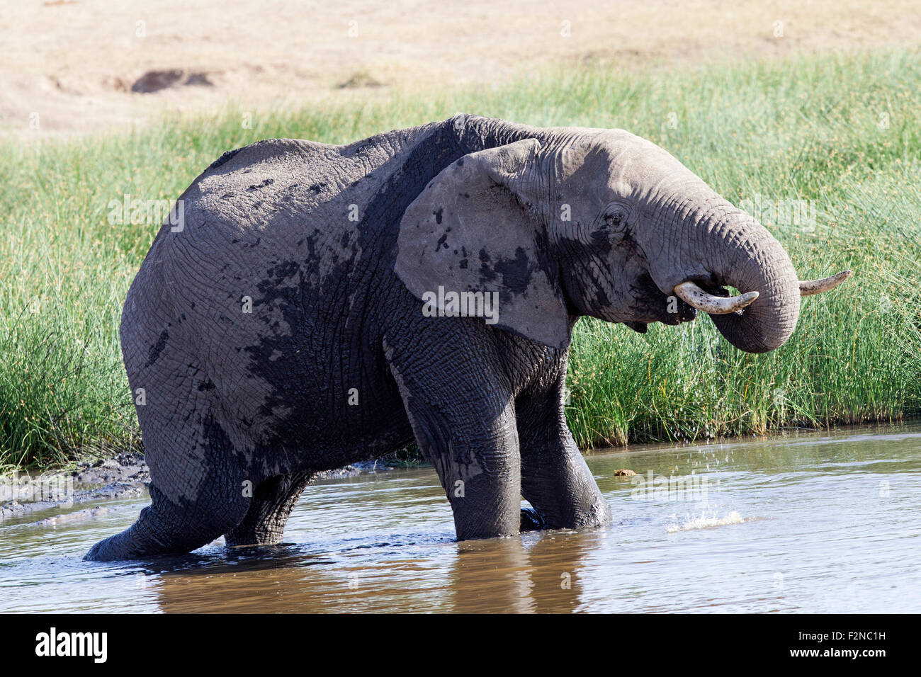 Male African elephant drinking Stock Photo