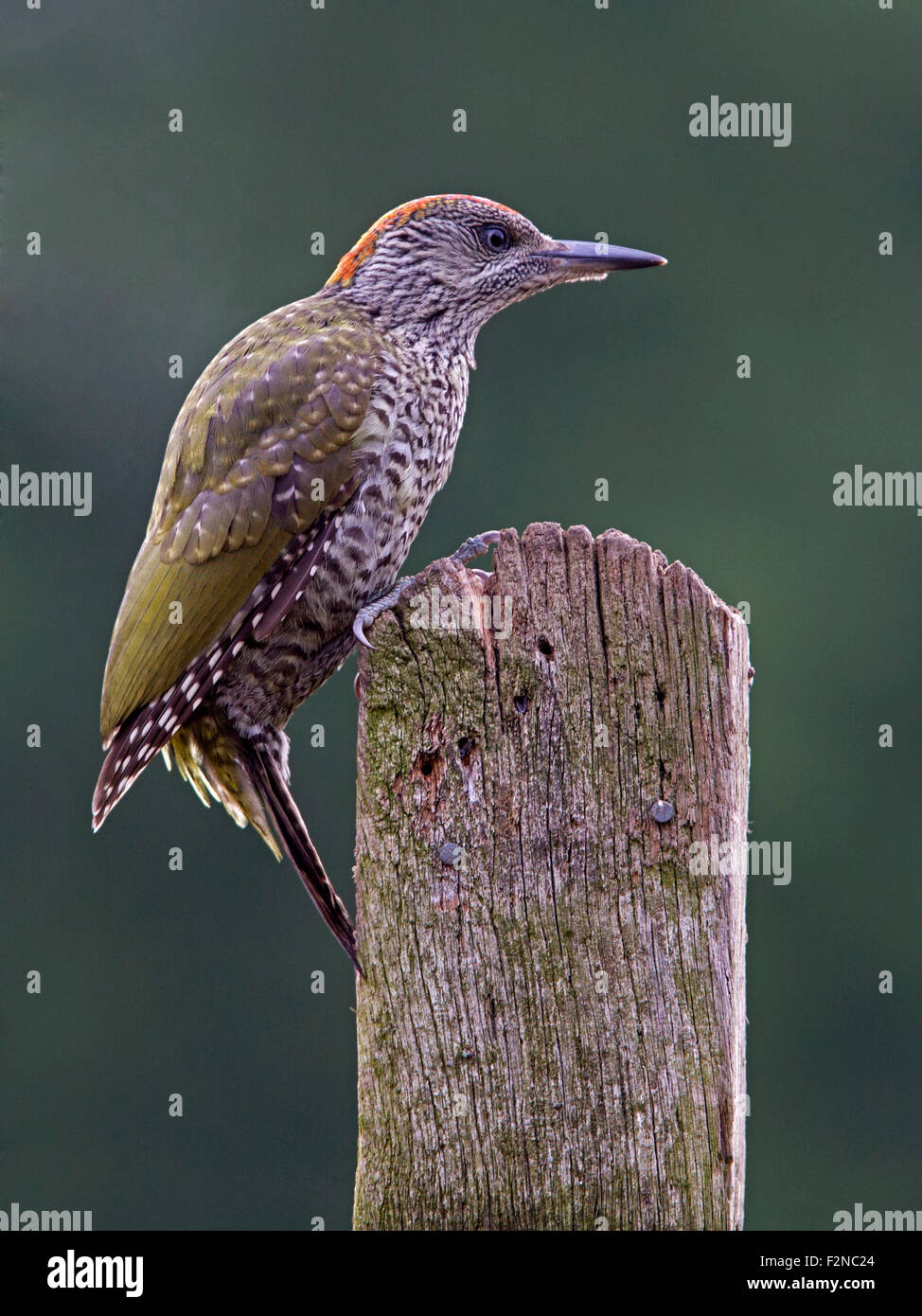 Juvenile female european green woodpecker perched on post Stock Photo