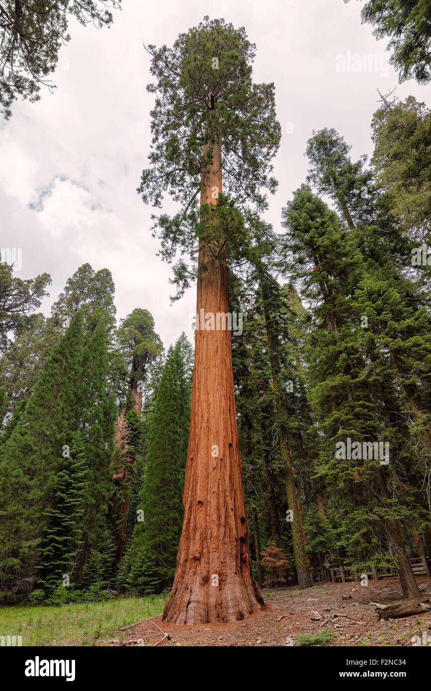 Tall and large sequoia growing close to the sky in Giant Forest of Sequoia National Park Stock