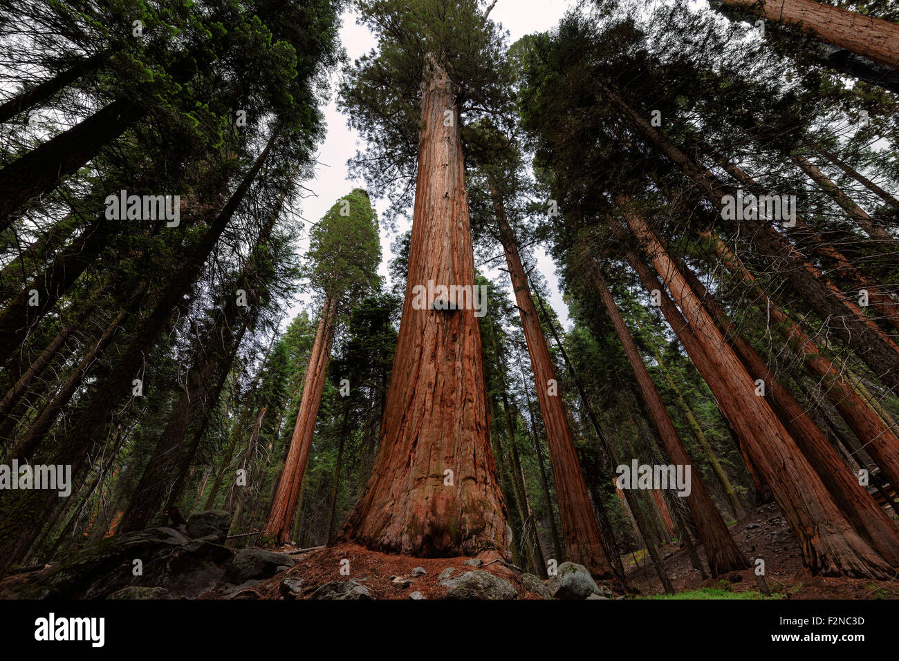 Giant Sequoia tree trunks reach up to the blue sky in Sequoia National Park in USA Stock Photo