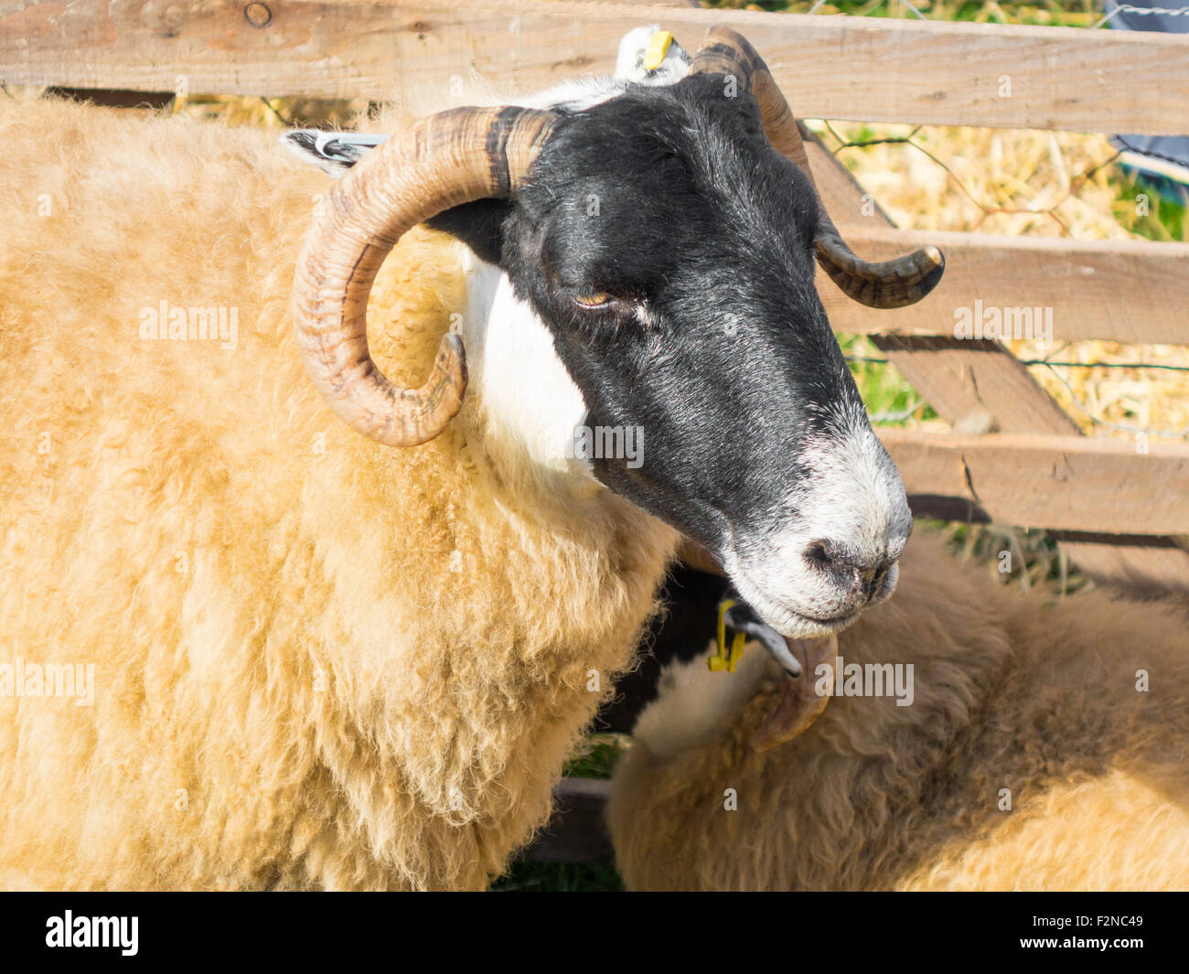 Blackface sheep stokesley agricultural show hi-res stock photography