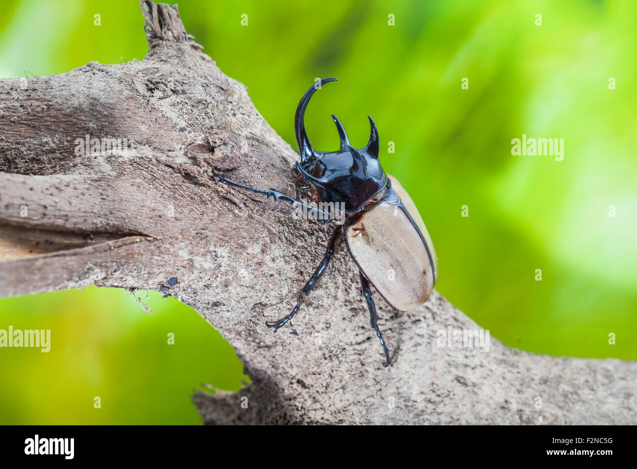 5-Horned Rhinoceros Beetle, Eupatorus gracilicornis beetle isolated on Black Stock Photo