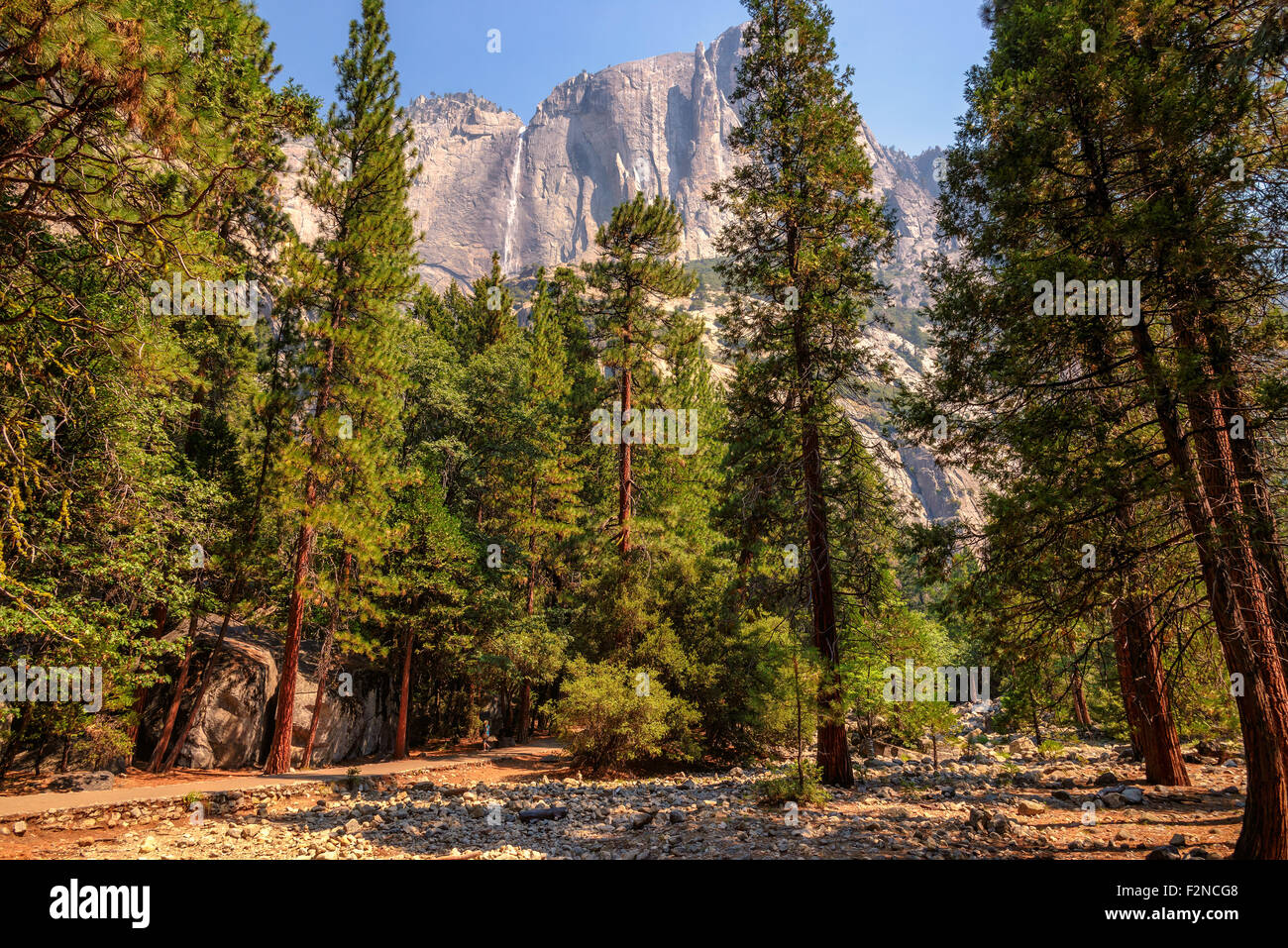 Yosemite Waterfalls behind Sequoias in Yosemite National Park,California Stock Photo
