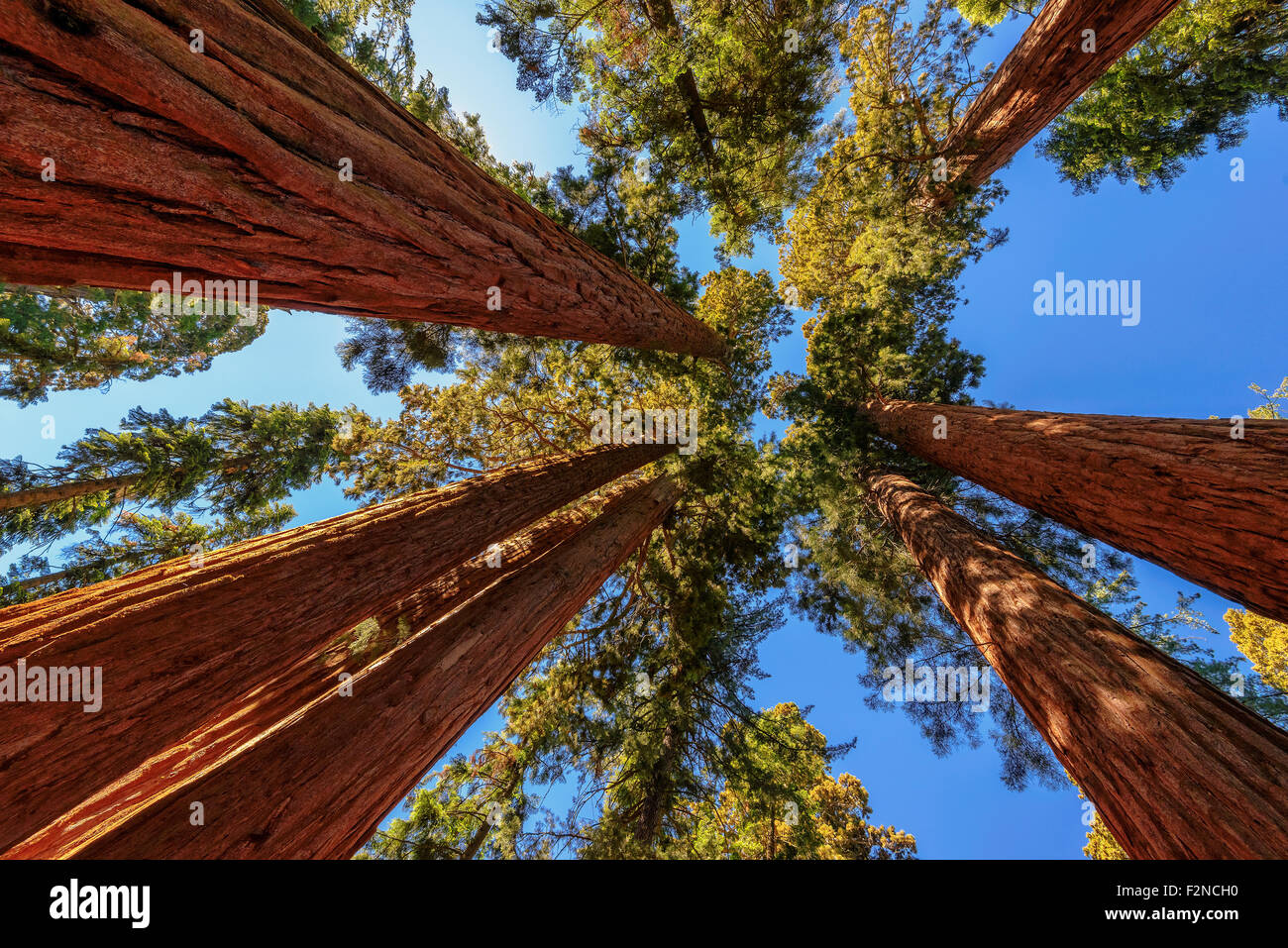 Giant trees closeup in Sequoia National Park, California Stock Photo