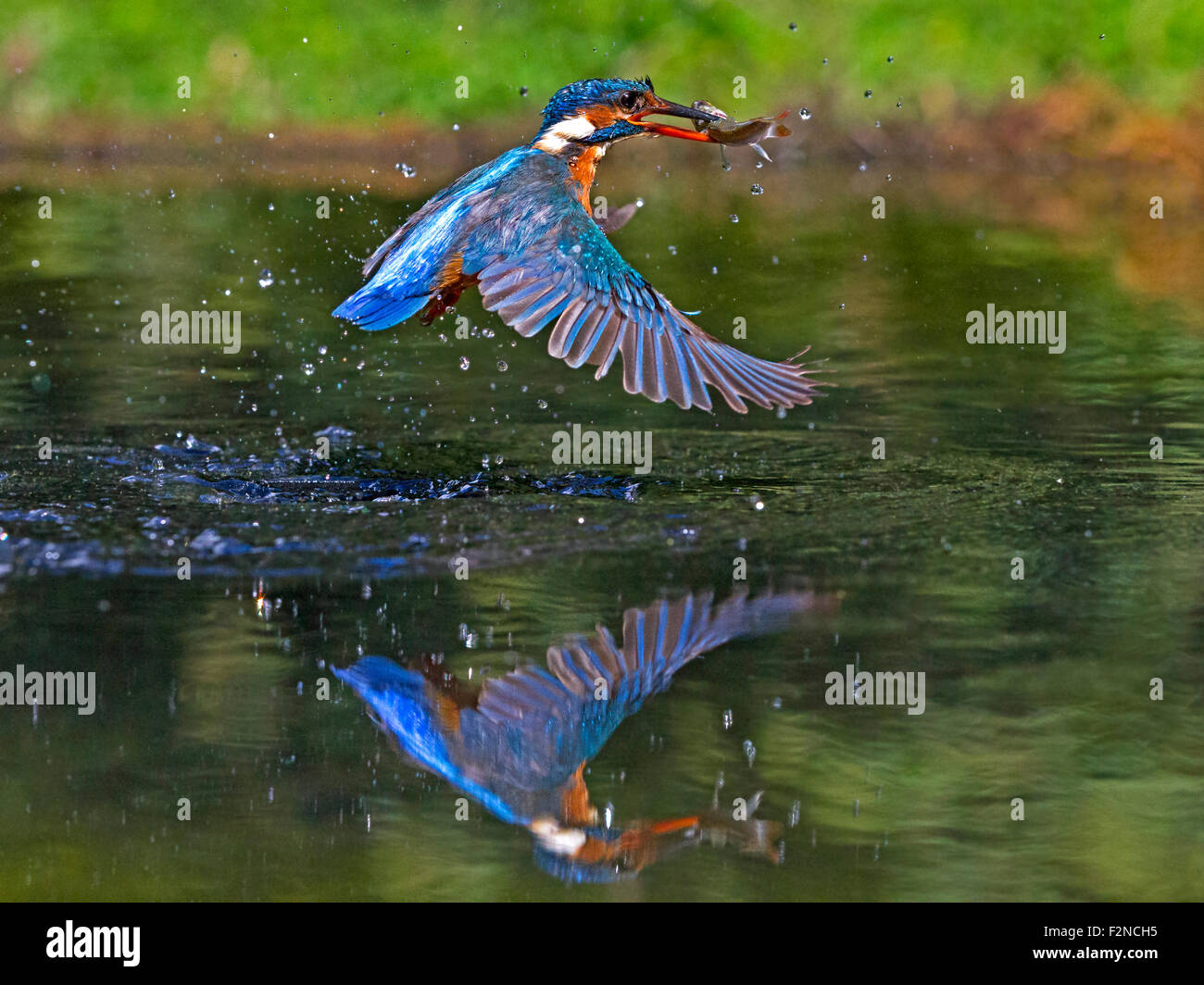 Female common kingfisher taking off with fish with reflection Stock Photo