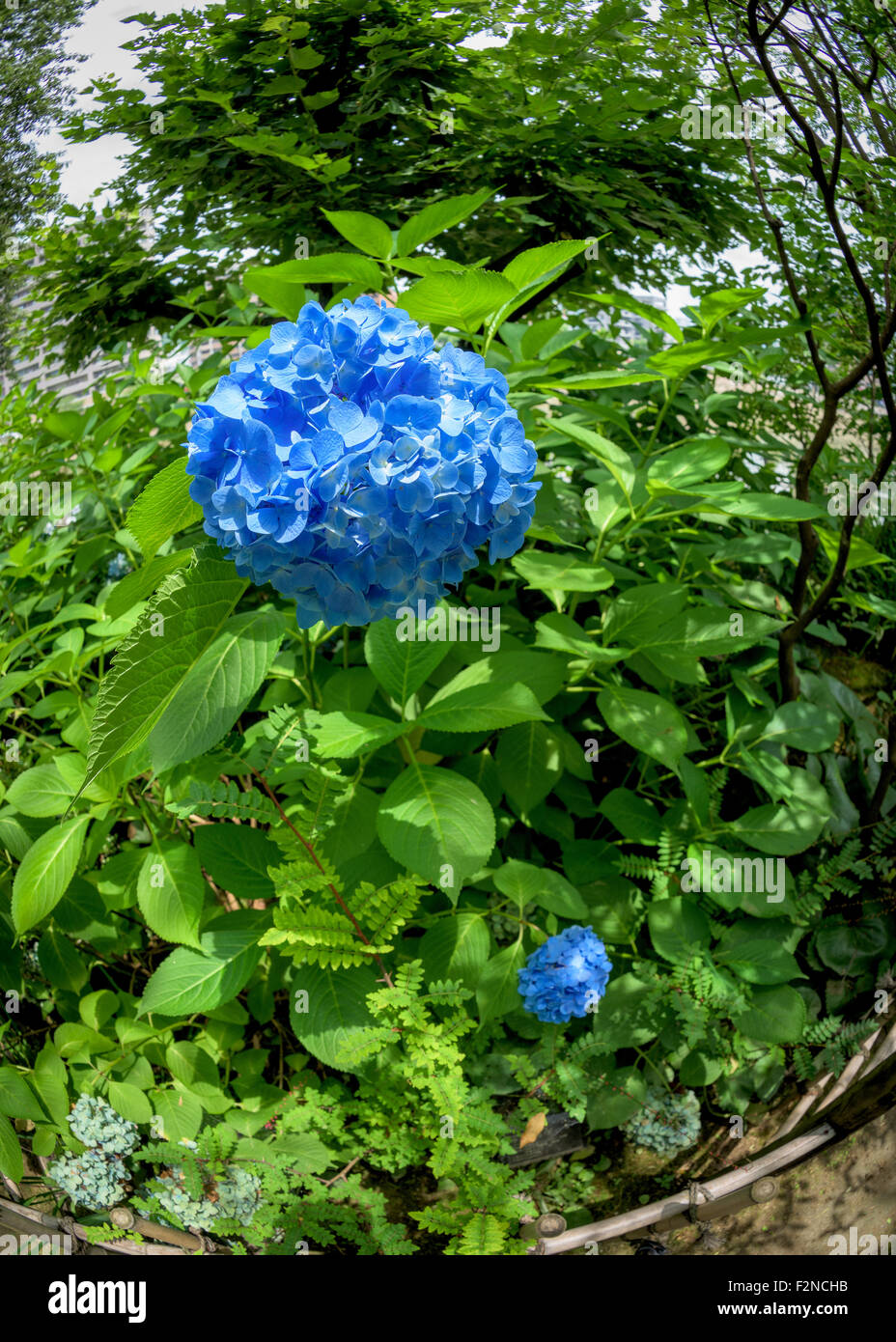 Beautiful blue flower in a Japanese garden Stock Photo Alamy