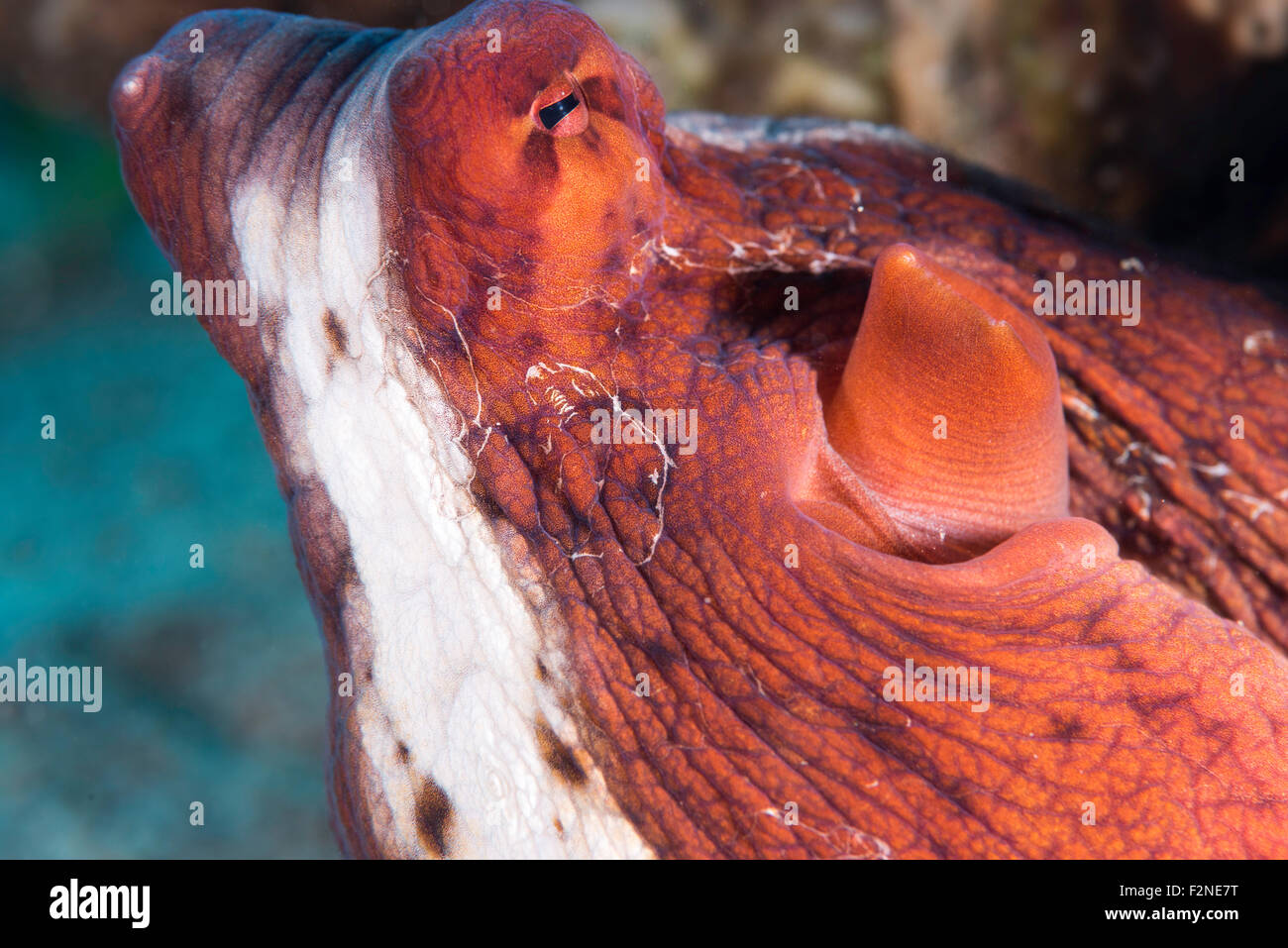 Gill gills hires stock photography and images Alamy